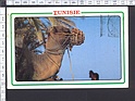 M5697 TUNISIE SUD TUNISIEN CAMMELLO CAMEL Viaggiata SB