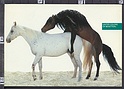 N9883 Pubblicitaria BENETTON CAVALLI HORSE